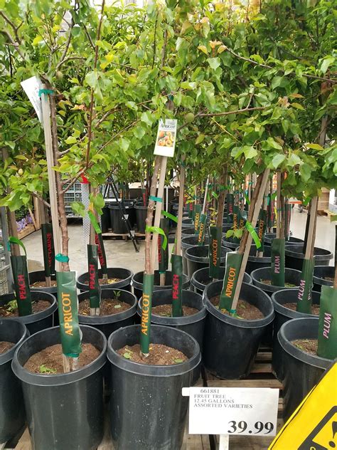 are costco fruit tree good quality